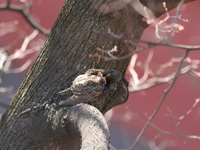 Скворец Sturnus vulgaris