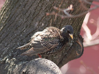 Скворец Sturnus vulgaris