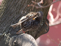 Скворец Sturnus vulgaris