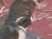 Скворец Sturnus vulgaris