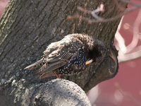Скворец Sturnus vulgaris