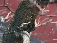 Скворец Sturnus vulgaris