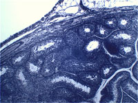 Срез яичка кота Testis Sec.