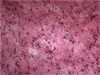 Рыхлая волокнистая соединительная ткань Loose Connective Tissue W.M.