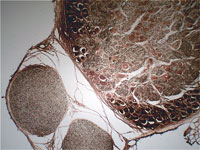 Аппарат Гольджи Golgi Apparatus