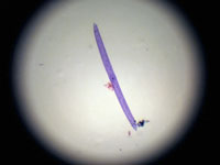 Клостериум Closterium Sp W.M